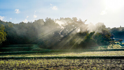 木々の隙間から光りの線が畑に舞い落ちた秋の風景