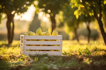 Pear picking season concept with box full of fruit in orchard