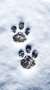 Animal footprints in the snow | generative AI