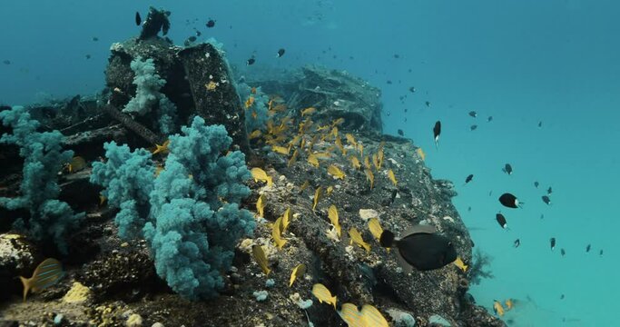 Colorful paradisiac biosphere in the bottom of the Indian ocean.