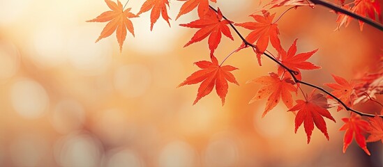 The leaves in Japan during the autumn season are falling