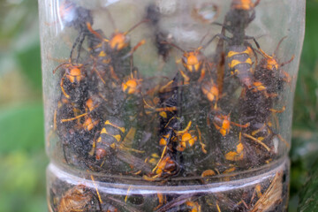 many asian hornets in a trap