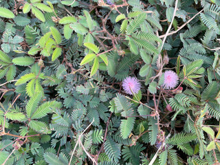 Shy princess flowers, thorny plants, thorny grass in the field. Blue sky background with clouds....