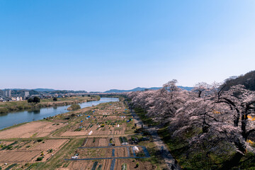 Fototapeta premium 日本の桜