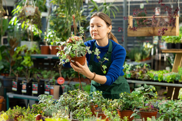Female gardener tending to potted ivy in container garden