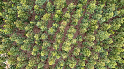 Eucalyptus plantation on a farm in Brazil.