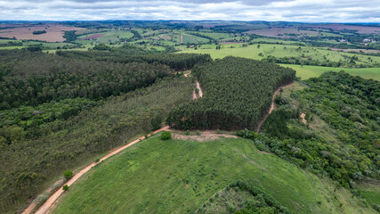 Eucalyptus plantation on a farm in Brazil.