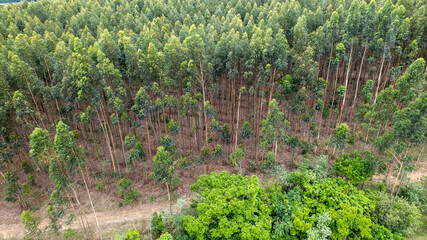 Eucalyptus plantation on a farm in Brazil.