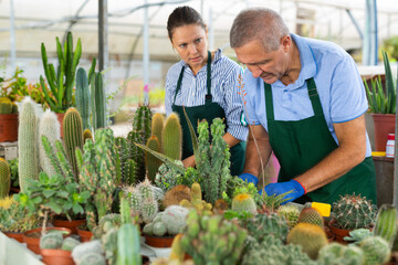 Skilled female and male botanists arranging potted cacti for market and wearing greenhouse uniform