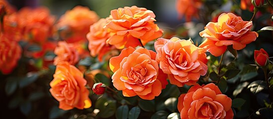 During the winter season the garden landscape gets adorned with vibrant vermilion orange floribunda roses These roses with their delightful spiciness and fragrance bloom beautifully and add 