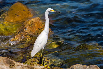 Seaside Snowy Egret - A snowy egret hunting at rocky sea shore in Sand Key park, Clearwater, Florida, USA.