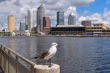 Seagull at Tampa - A close-up and wide-angle view of a seagull standing on top of a concrete rail post at side of Hillsborough River, with high-rises of Tampa Downtown towering in background. FL, USA.