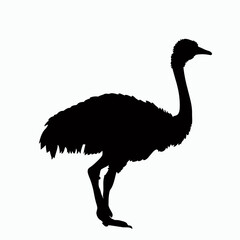 Vector Silhouette of Ostrich, Graceful Ostrich Graphic for Bird and Wildlife Concepts