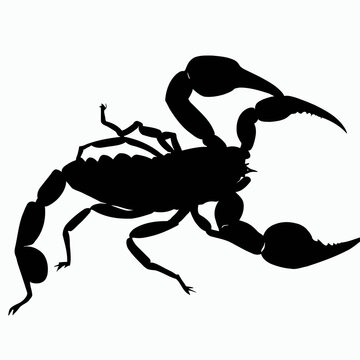 Vector Silhouette of Scorpion, Stingy Scorpion Graphic for Arachnid and Wildlife Themes