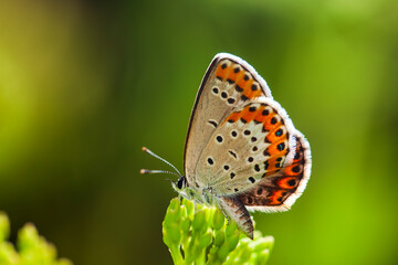 A butterfly is gathering honey