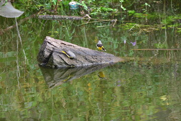 LAVANDERA CASCADEÑA
