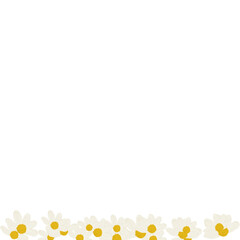 chamomile flower close-up. Daisy frame.