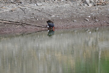 GALLINETA COM&Uacute;N