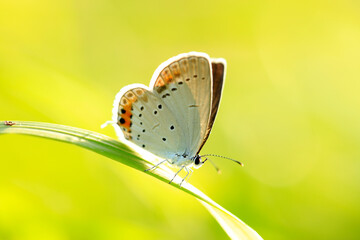A butterfly is gathering honey © zhengzaishanchu