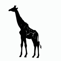 Vector Silhouette of Giraffe, Tall Giraffe Illustration for Animal and Zoo Designs