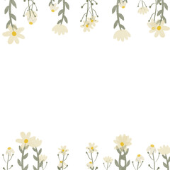 chamomile flower close-up. Daisy frame.