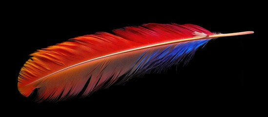 A vibrant feather obtained from a scarlet macaw bird belonging to the Psittacidae family which has a red breast This bird is found in the lush Amazon Rainforest in Brazil