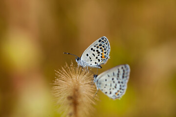 A butterfly is gathering honey