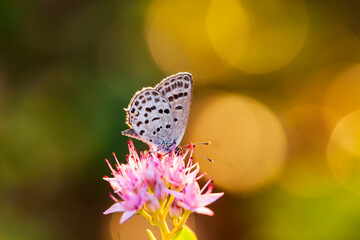 A butterfly is gathering honey