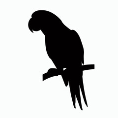 Vector Silhouette of Parrot, Colorful Parrot Illustration for Exotic Bird and Nature Themes