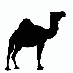 Vector Silhouette of Camel, Resilient Camel Graphic for Desert and Wildlife Designs