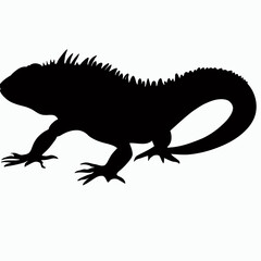 iguana on white background