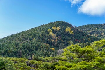 Fototapeta na wymiar 青空バックに北八ヶ岳、坪庭で見た針葉樹に囲まれた紅葉情景