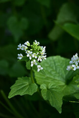 山わさびの白い花