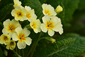 庭のプリムラの花