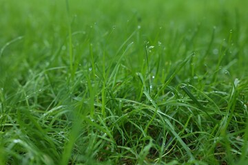 Fresh green grass with water drops growing outdoors in summer, closeup