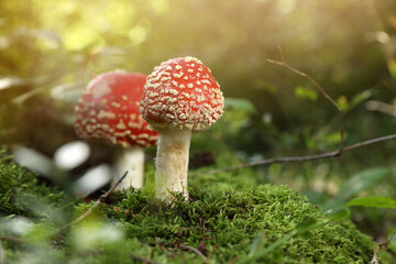 Poisonous mushrooms growing in forest, closeup. Space for text