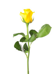 Obraz premium Beautiful fresh yellow rose isolated on white