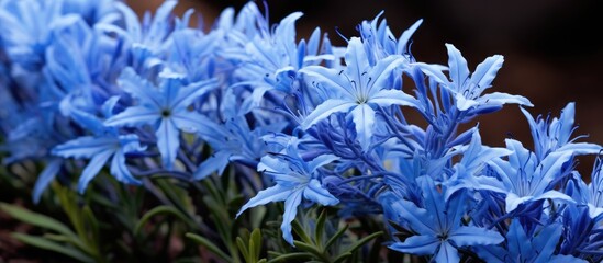 In California s OC trail there are beautiful amsonia flowers growing on a shrub covered in blue ice