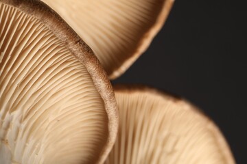 Macro photo of oyster mushrooms on dark grey background