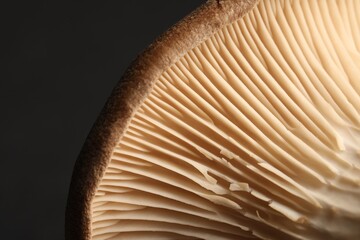 Macro photo of oyster mushroom on dark grey background
