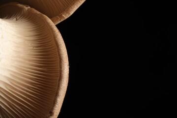Macro photo of oyster mushrooms on black background. Space for text