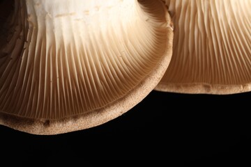 Macro photo of oyster mushrooms on black background