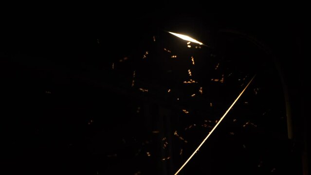 flying termites swarm around treet light after the rain, solid black background