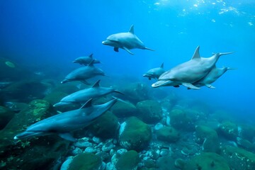 イルカ_御蔵島_20_近づいてくるイルカの群れ