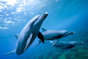 イルカ_御蔵島_16_近づいてくる3頭のイルカ © JUN HASEGAWA