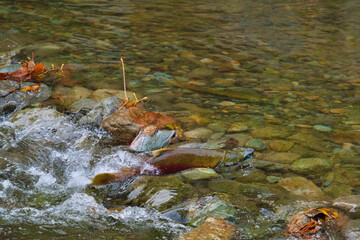 A male sockeye salmon swims upstream.   Weaver Creek  BC Canada 
