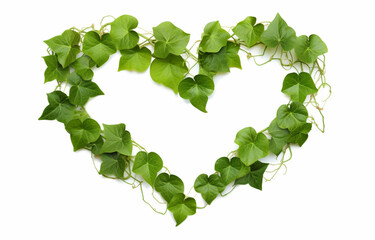 Heart shaped green. leaves climbing vines_ivy on a white background