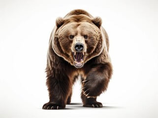 Fototapeta premium Bear on a white background