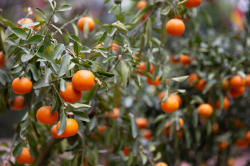 Kumquat tree with ripe fruits