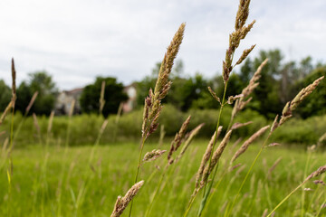 Tall grass - wild field - summer day